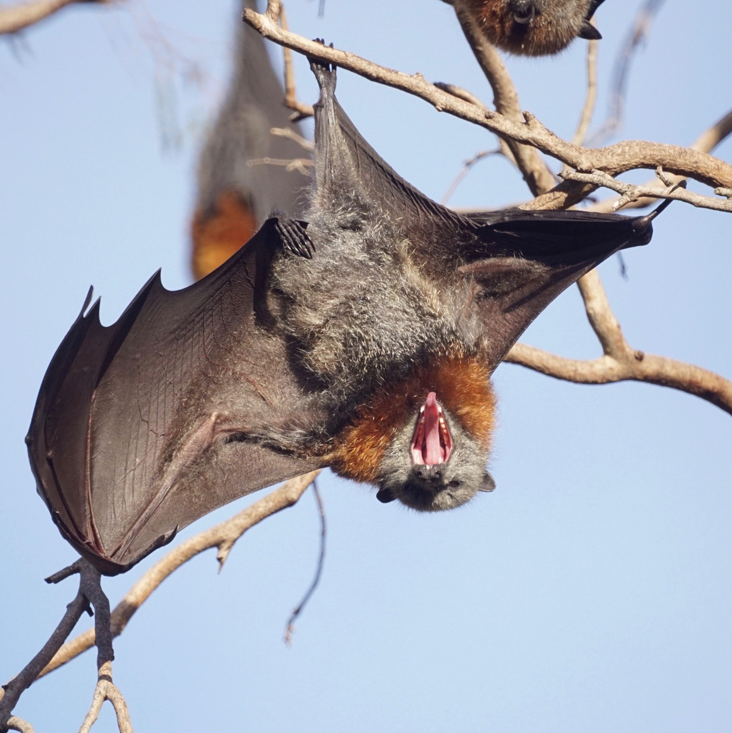 Fruit bats: nutrition and dietary husbandry • AZA Nutrition Advisory Group