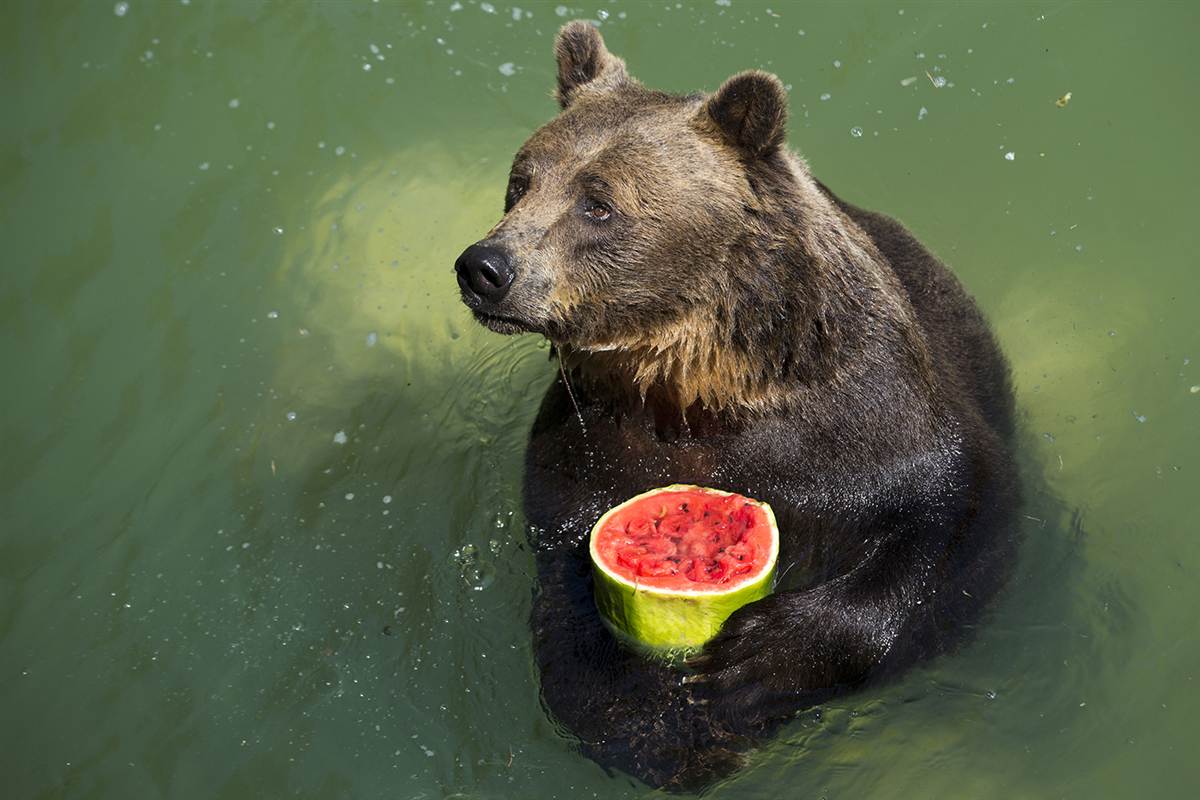 grizzly bear diet