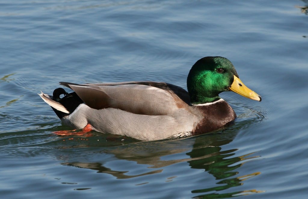 Male_mallard