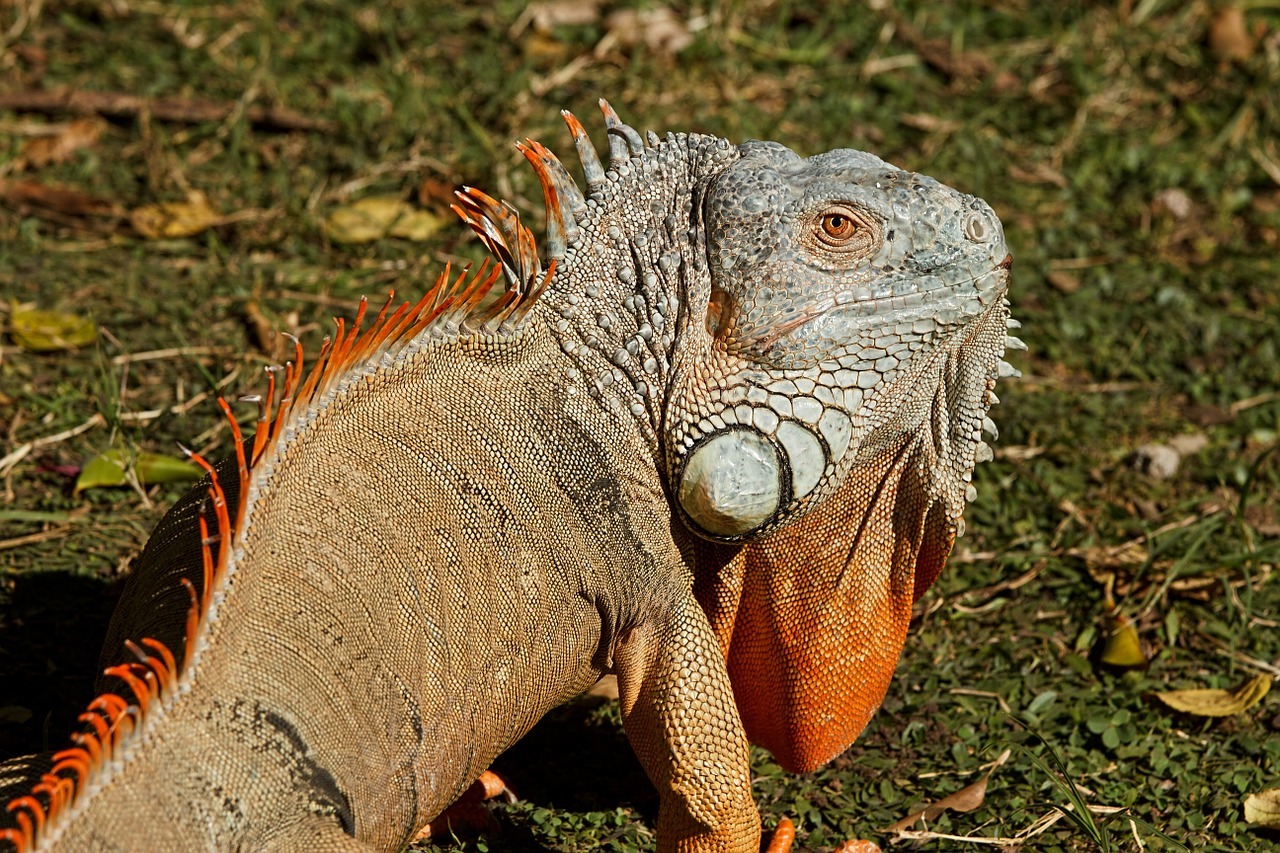 Are iguanas hot sale amphibians