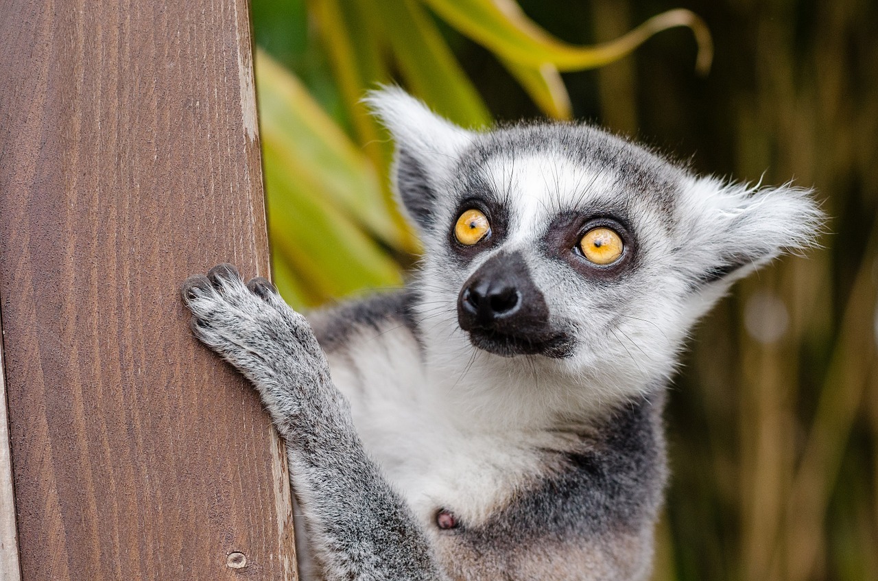 Ring Tailed Lemur Diet