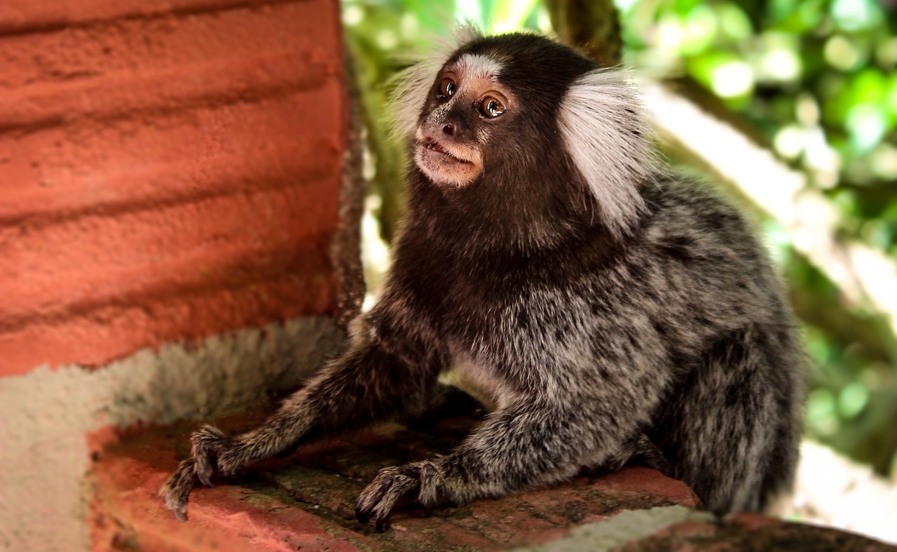 common marmoset monkey