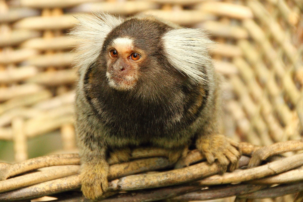 common marmoset monkey