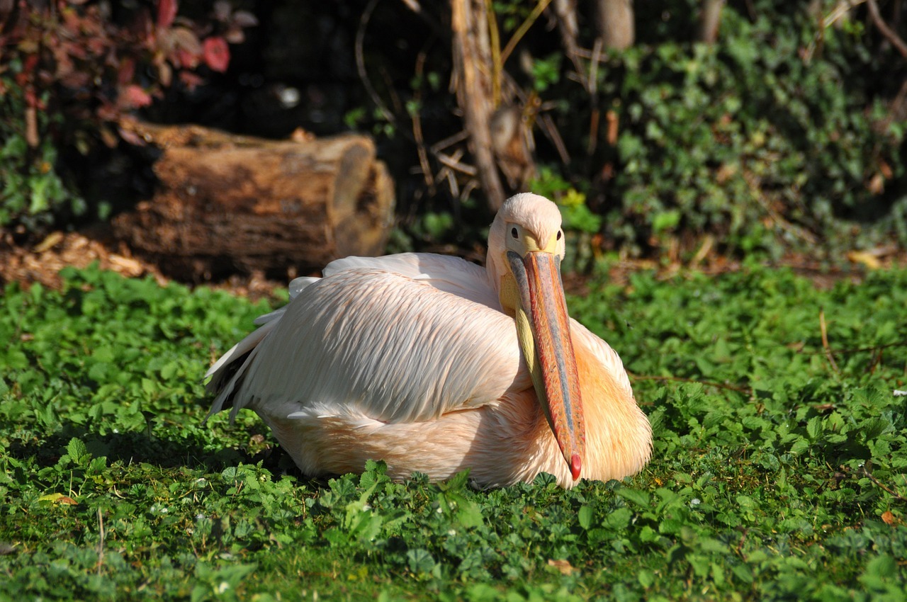 Feeding captive piscivorous animals: nutritional aspects of fish as food. • AZA Nutrition Advisory Group Feeding captive piscivorous animals: nutritional aspects of fish as food. • AZA Nutrition Advisory Group
