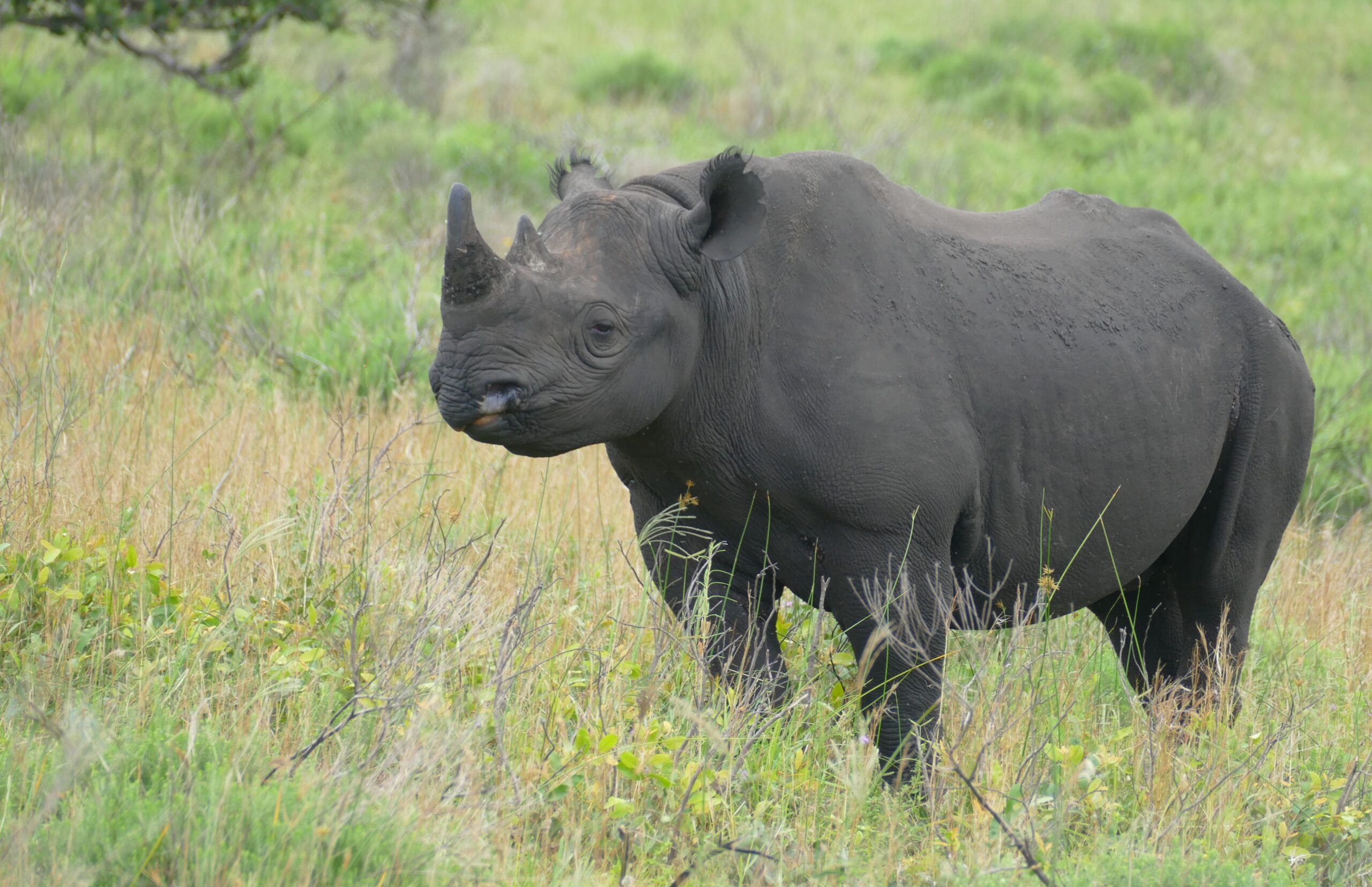 rhinoceros • AZA Nutrition Advisory Group rhinoceros • AZA Nutrition Advisory Group