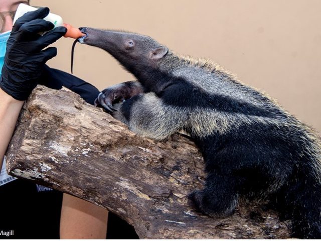 newborn anteater