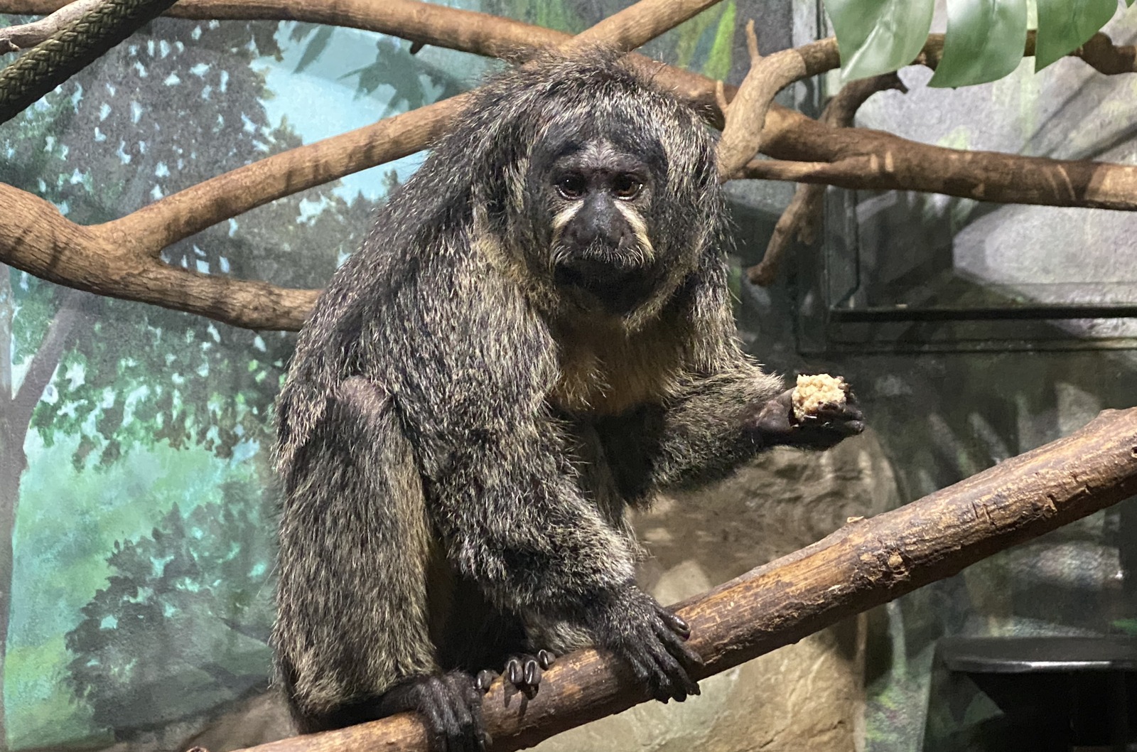 Meet the newest White-Faced Saki monkey at Zoo Miami